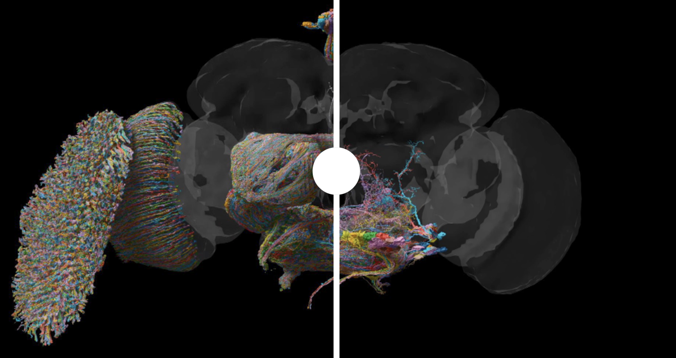 BBC News Fly Brain