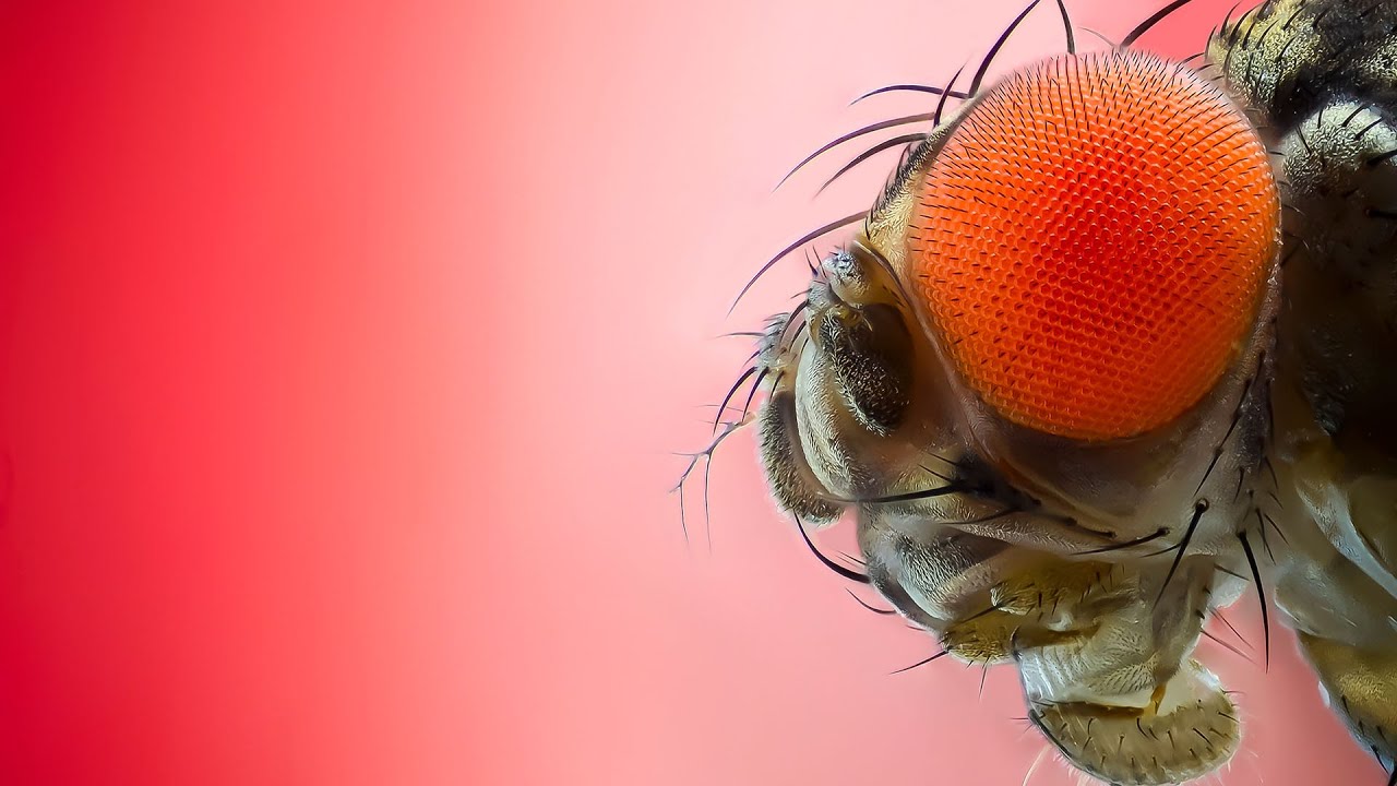 Drosophila connectome