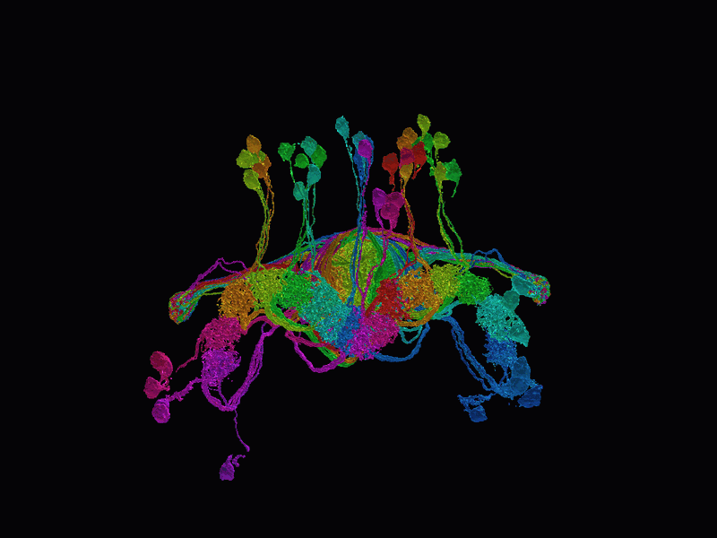 Drosophila E-PG Ring Neurons