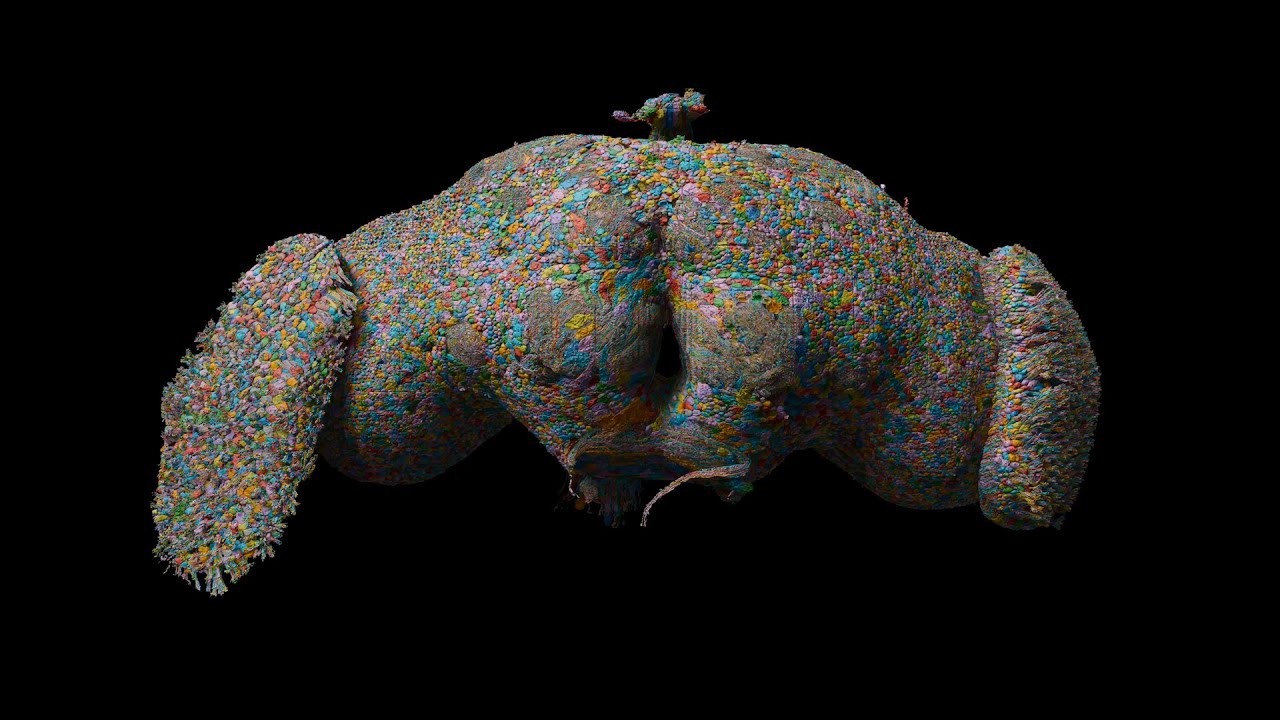 FlyWire Brain