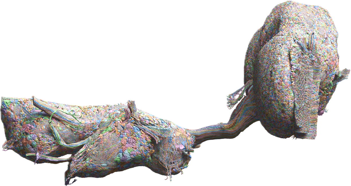 Male CNS Lateral