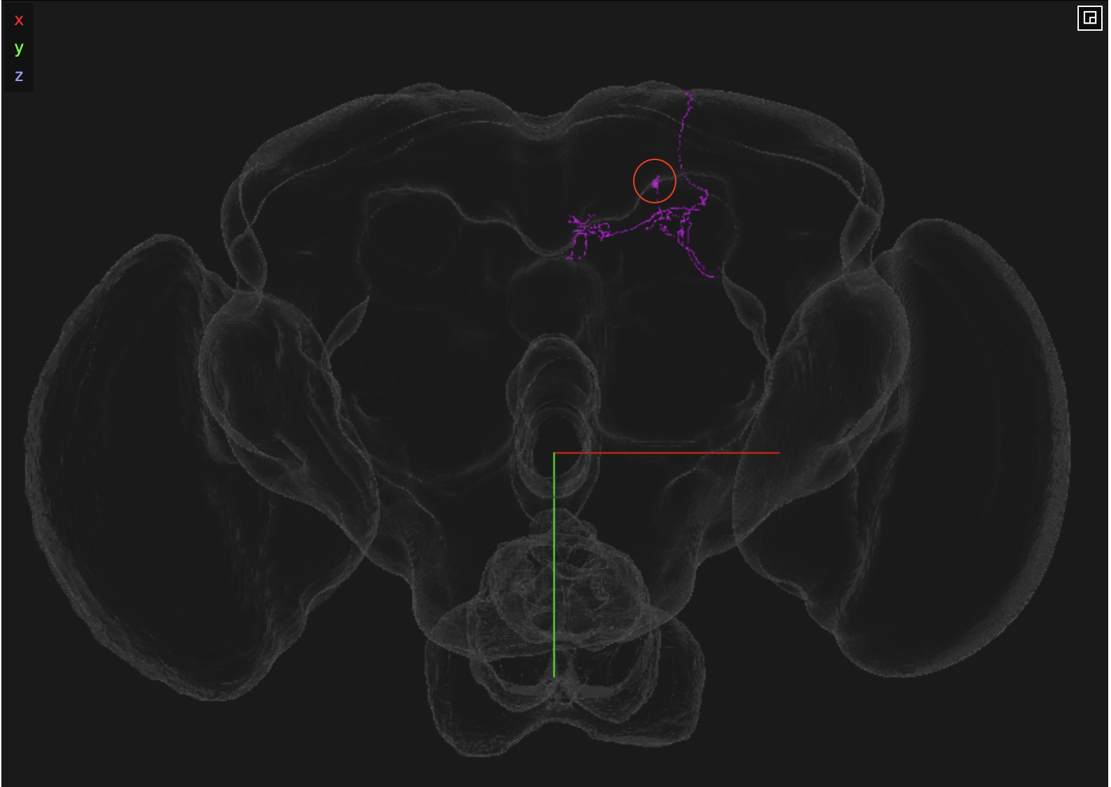 KCa’b’-ap1_L. The cell body is circled in red, indicating that it is on the left side.