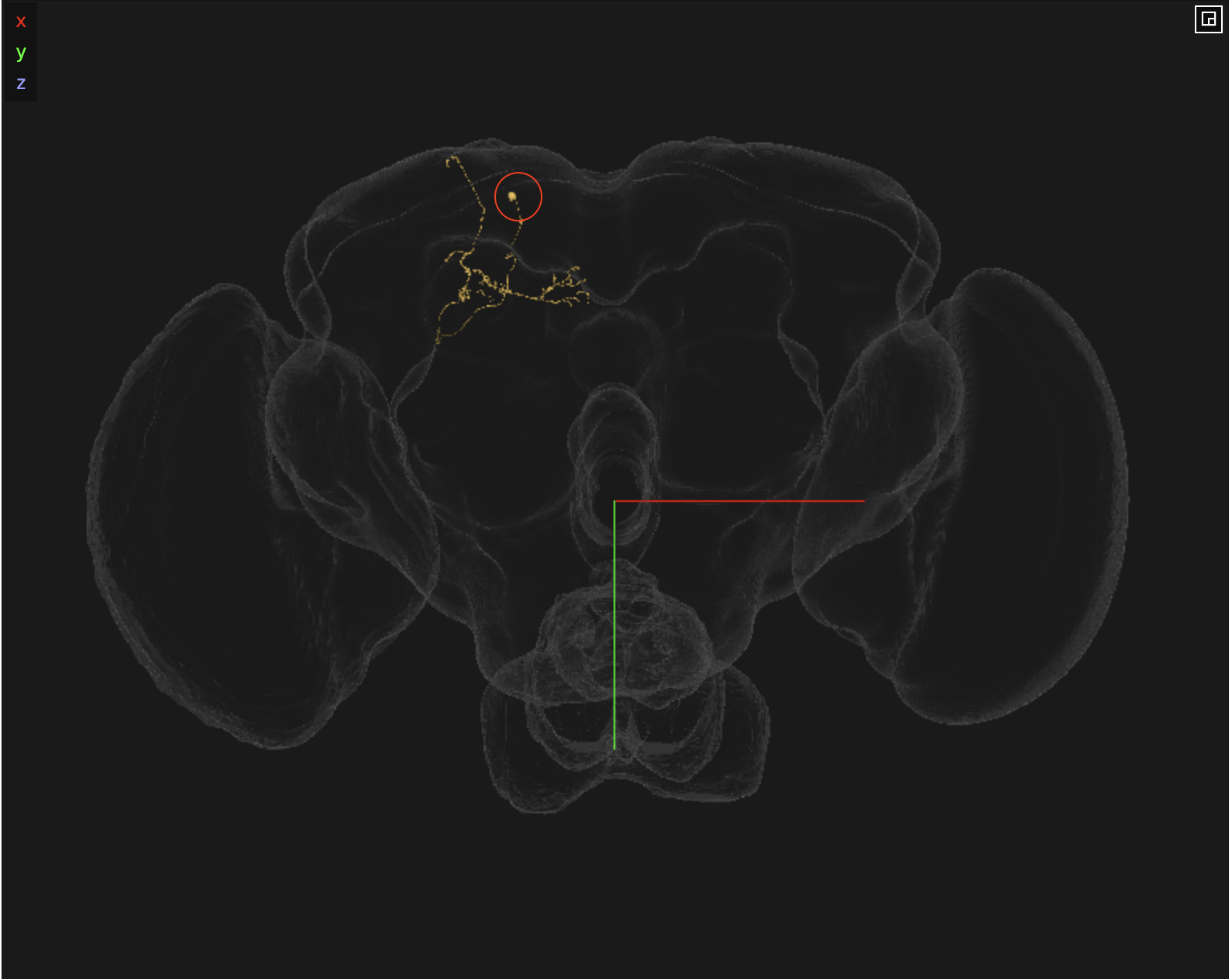 KCa’b’-ap1_R. The cell body is circled in red, indicating that it is on the right side.