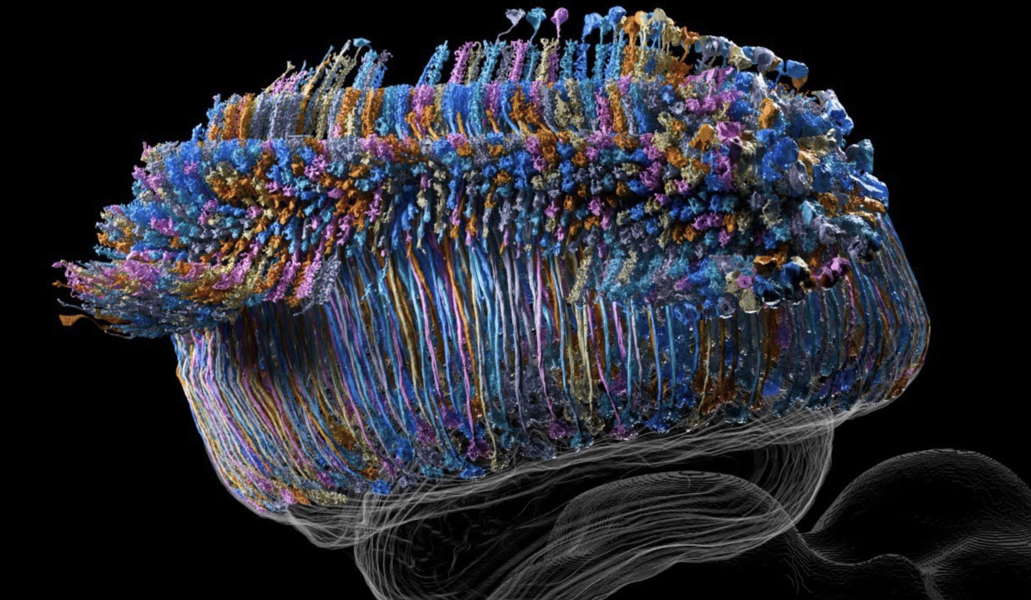 693 L2 neurons in the Drosophila optic lobe