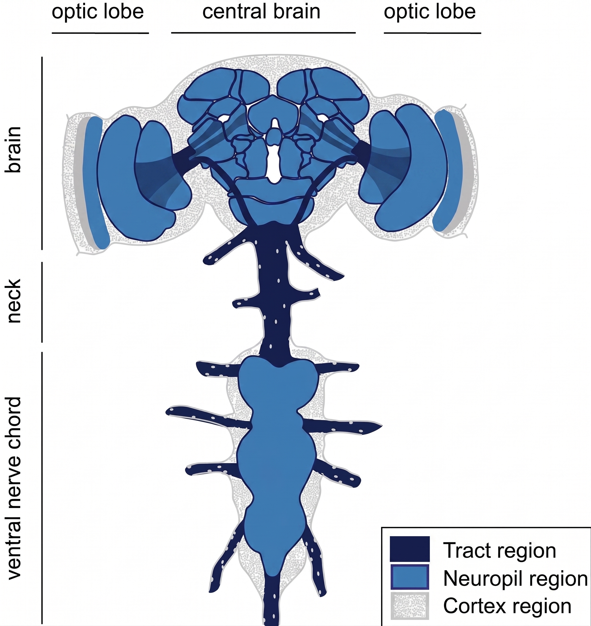 Fly Brain Overview