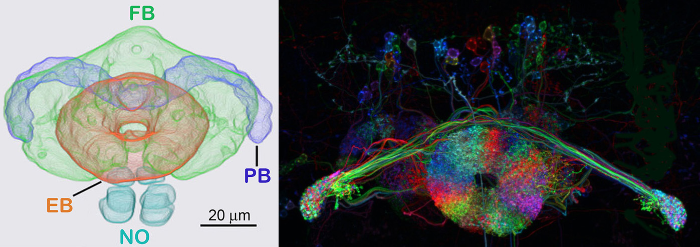 Anatomy and neurons of the Drosophila central complex