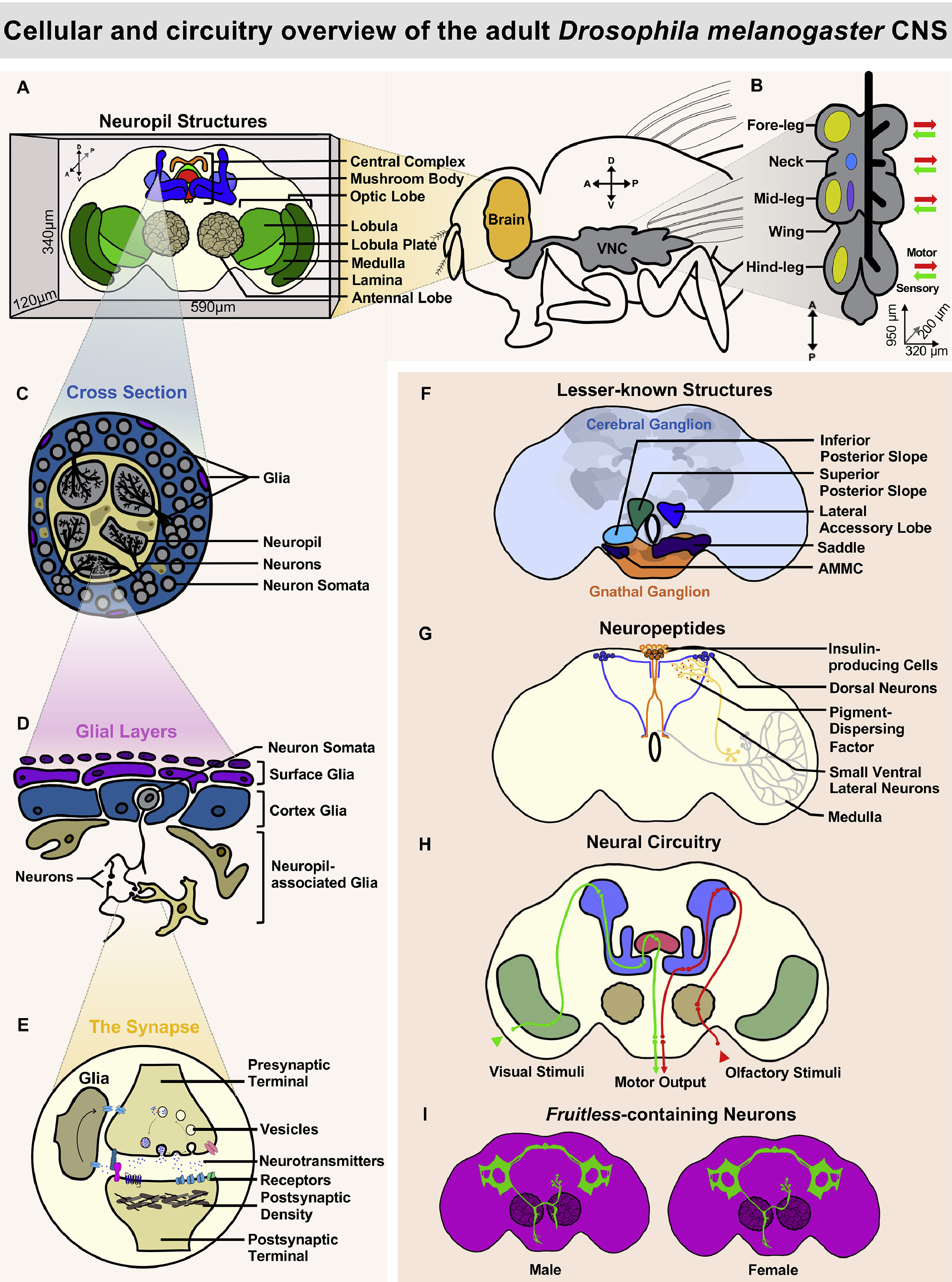 Cellular and circuitry overview of the adult Drosophila central nervous system
