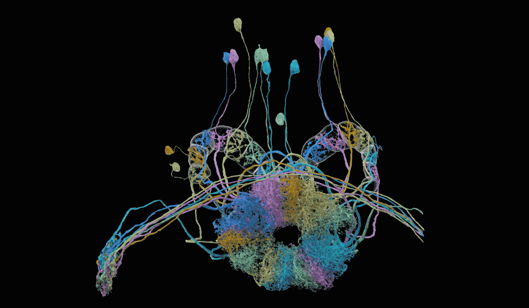EPG Ring Neurons — 3D visualization of EPG ring neurons in the central complex from the Hemibrain connectome. EPG neurons help the fly keep track of its heading, acting like an internal compass that represents the direction the fly is facing. Learn more about the Hemibrain · Scheffer et al., 2020.