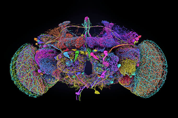 Female FlyWire Connectome — The FlyWire connectome provides a detailed map of neurons and their synaptic connections in the female Drosophila brain. Learn more about FlyWire · Dorkenwald et al., 2024 · Schlegel et al., 2024.