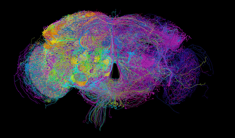 Rendering of FlyWire Neurons — A 3D visualization of neurons reconstructed from the FlyWire connectome.