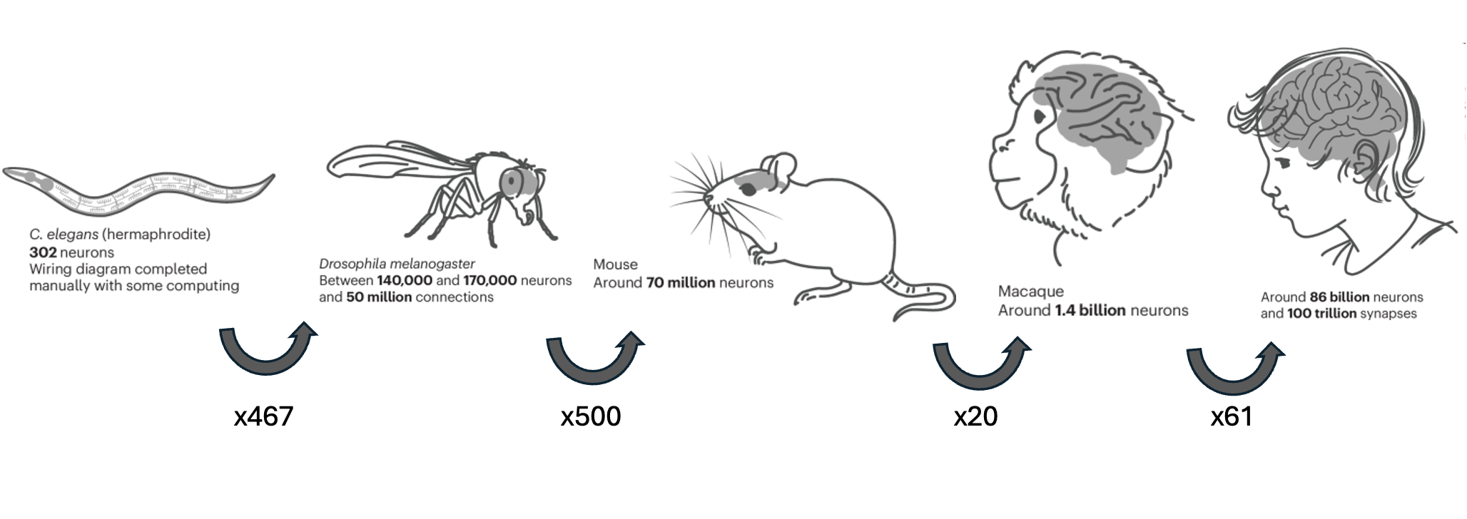 Comparison of brains and neuron numbers. Adapted from Nature Methods. Credit: T. Mitra. Sources: H. Dong, UCLA; M. Helmstaedter, MPI for Brain Research; P. Mitra, CSHL.
