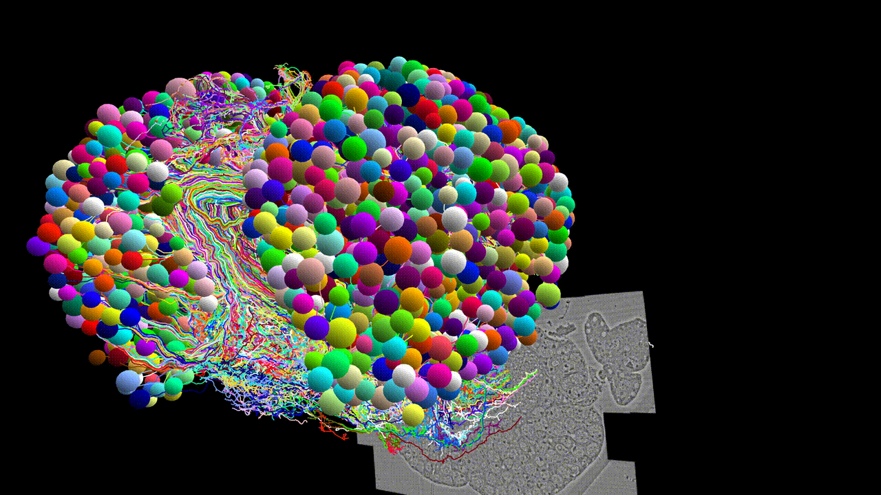 Larval Connectome — Visualization of the Drosophila larval connectome. Winding et al., 2023.
