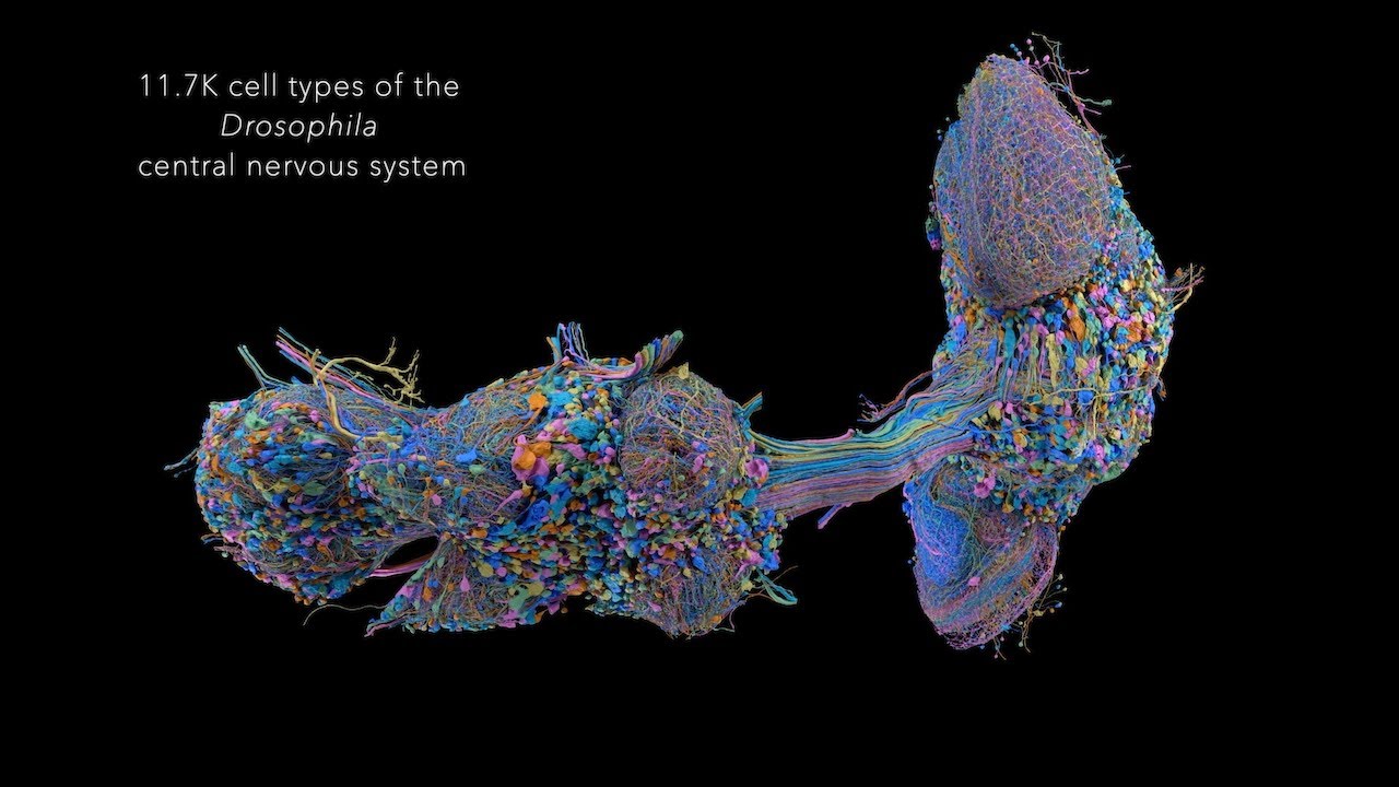 Male CNS Connectome — The complete connectome of the Drosophila male central nervous system (CNS), providing a large-scale map of neuronal connectivity across the brain and ventral nerve cord. Learn more about the Male CNS Connectome · Berg et al., 2025.