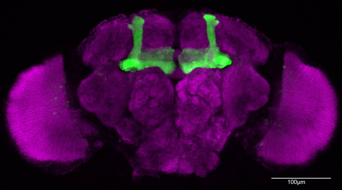 The Drosophila mushroom body. When viewed under a microscope, the mushroom body has a shape that looks surprisingly similar to a mushroom! Scientists can make the structure easier to see using GFP (green fluorescent protein), which makes the neurons glow green. Figure courtesy of Katrin Vogt.