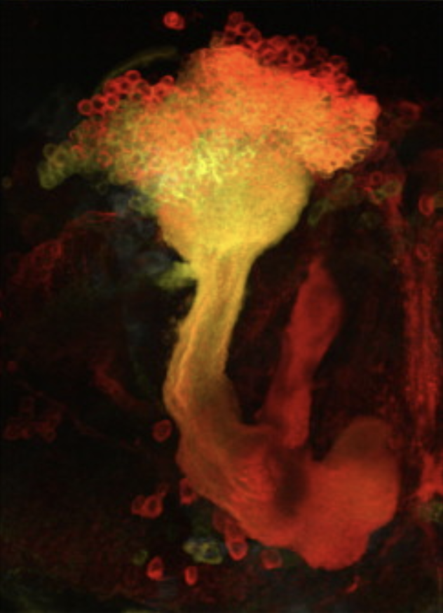 Close-up of the Drosophila mushroom body. Figure courtesy of Campbell and Turner, 2010.