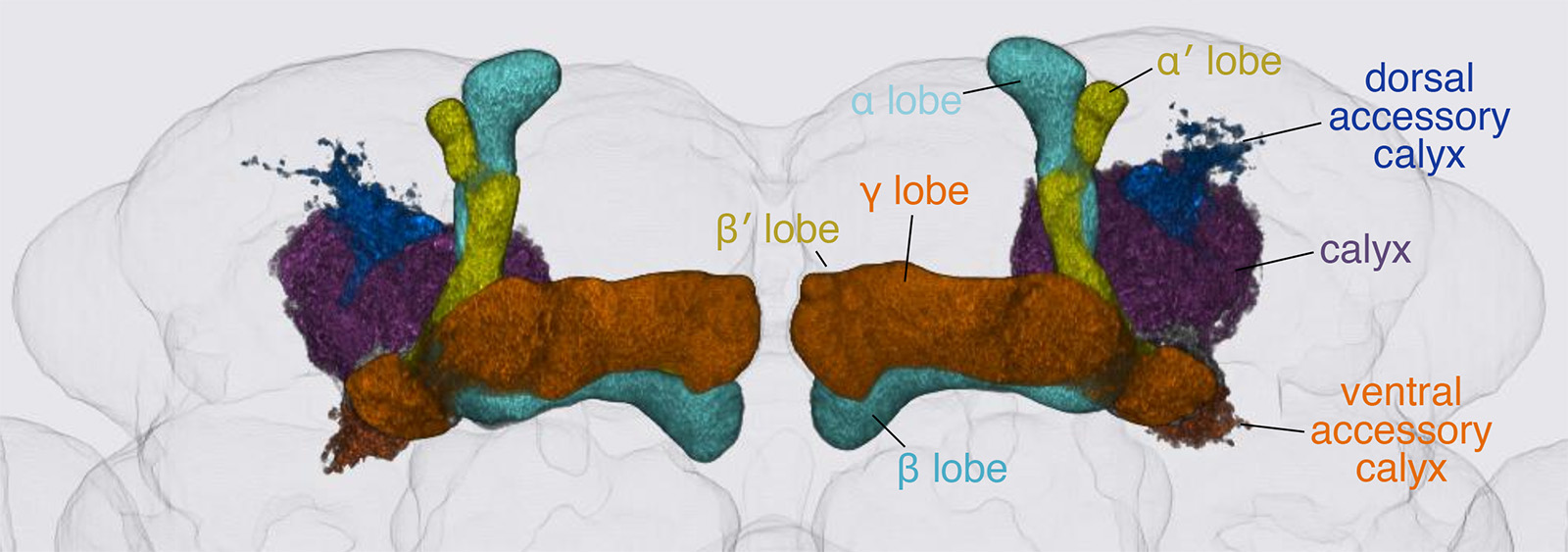 Mushroom Body Anatomy