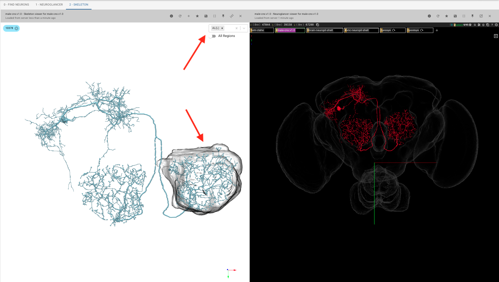 Skeleton visualization of AL-MBDL1 in neuPrint