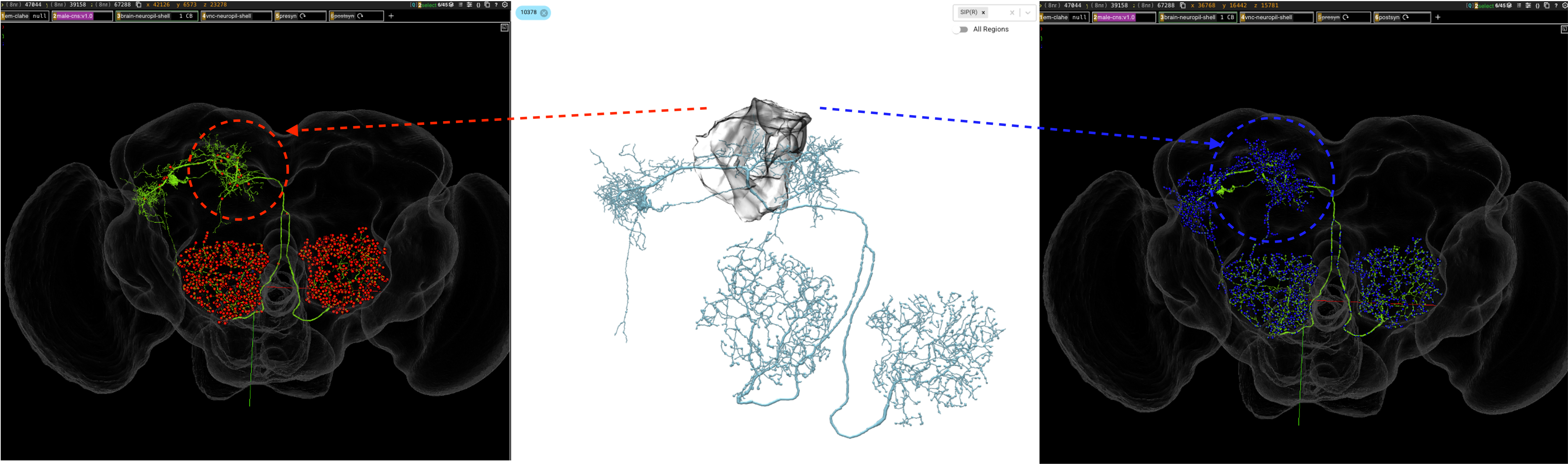 Comparison of presynaptic and postsynaptic sites of AL-MBDL1 around the right Superior Intermediate Protocerebrum