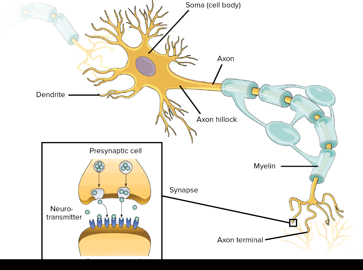 Basic Neuron Anatomy