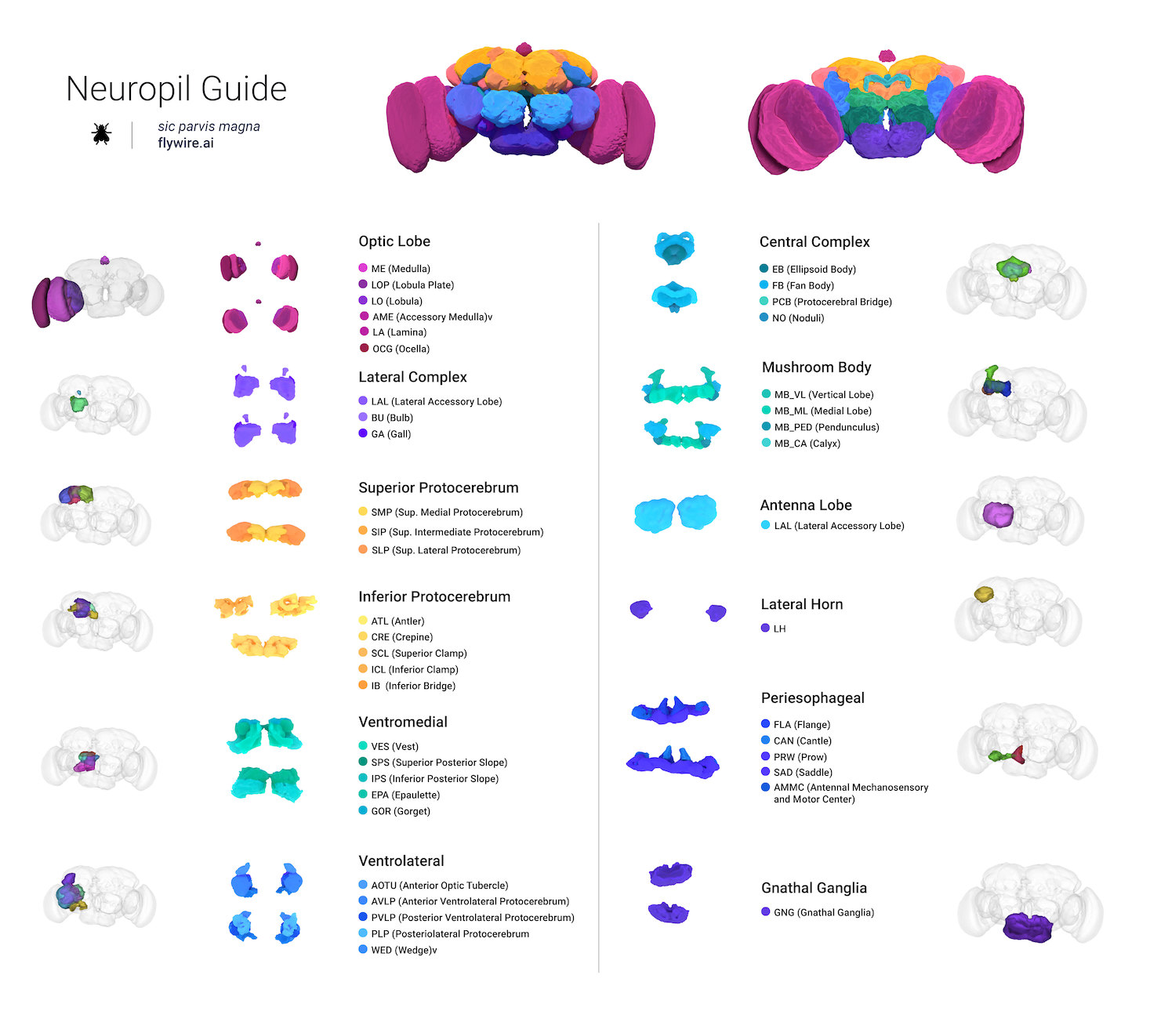 Guide to neuropils of the adult Drosophila brain
