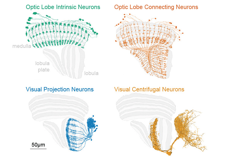 Visual Neuron Types