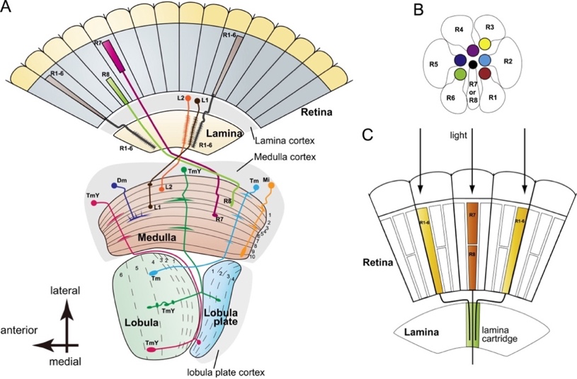 Optic Lobe Schematic